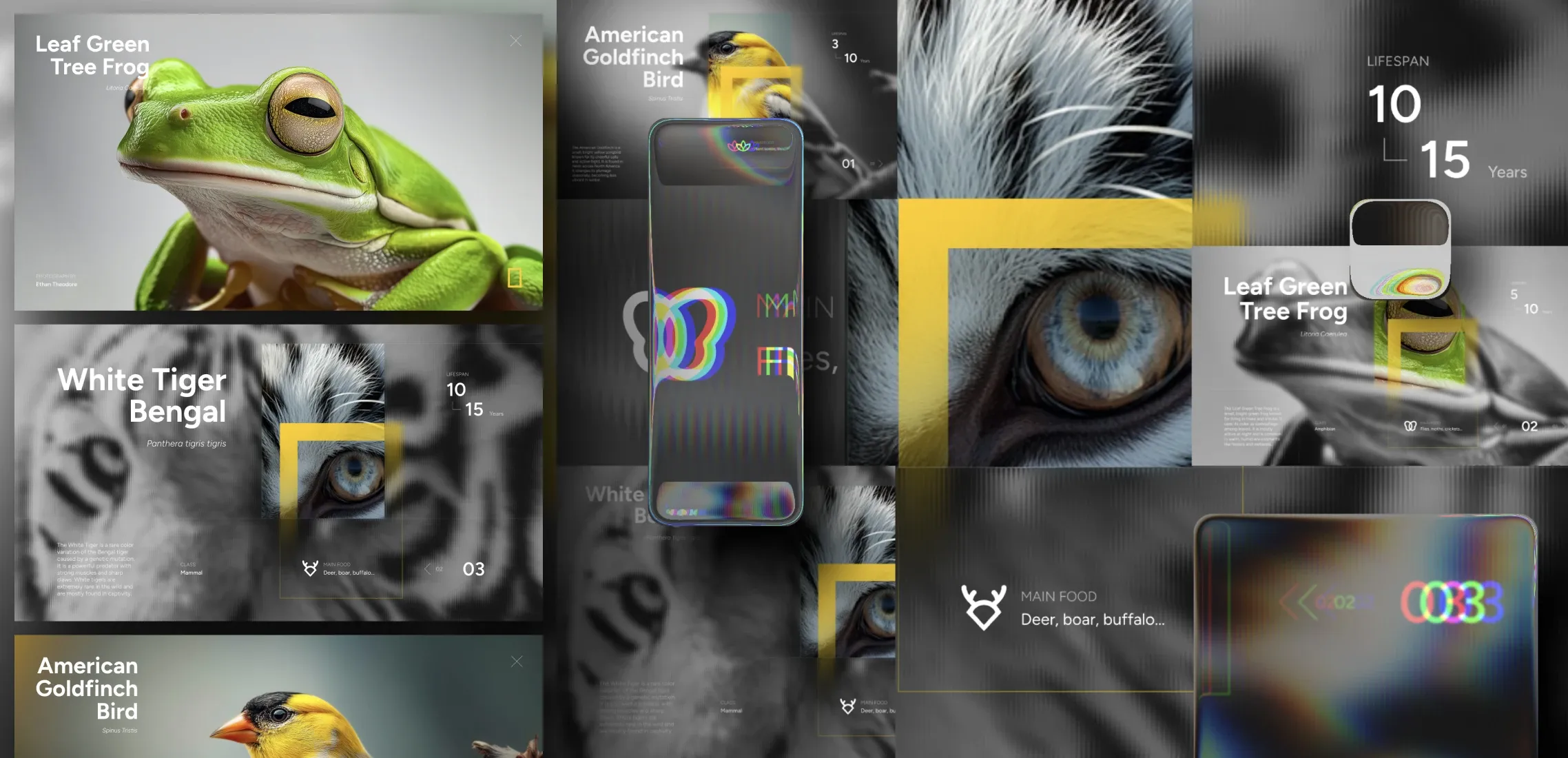 NatGeo Carousel project image